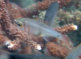 Image of cardinalfishes