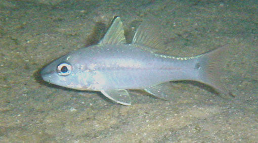 Image of cardinalfishes