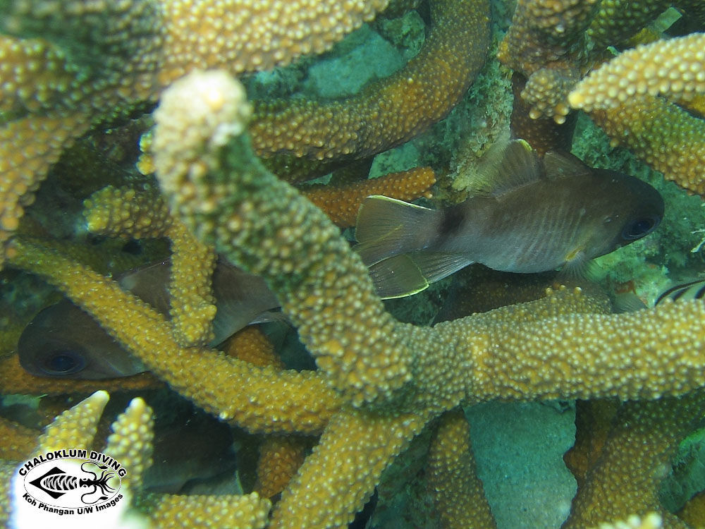 Image of cardinalfishes