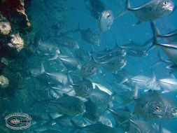 Image of Big-eye trevally