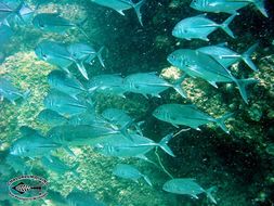 Image of Big-eye trevally