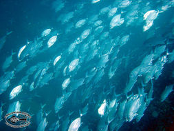 Image of Big-eye trevally