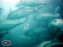 Image of Big-eye trevally