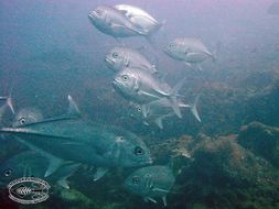 Image of Big-eye trevally