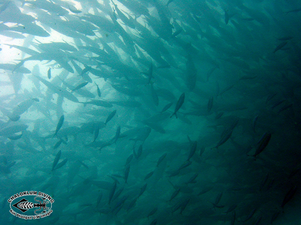 Image of Big-eye trevally