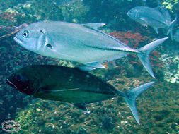 Image of Big-eye trevally