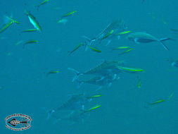 Image of Indian threadfish