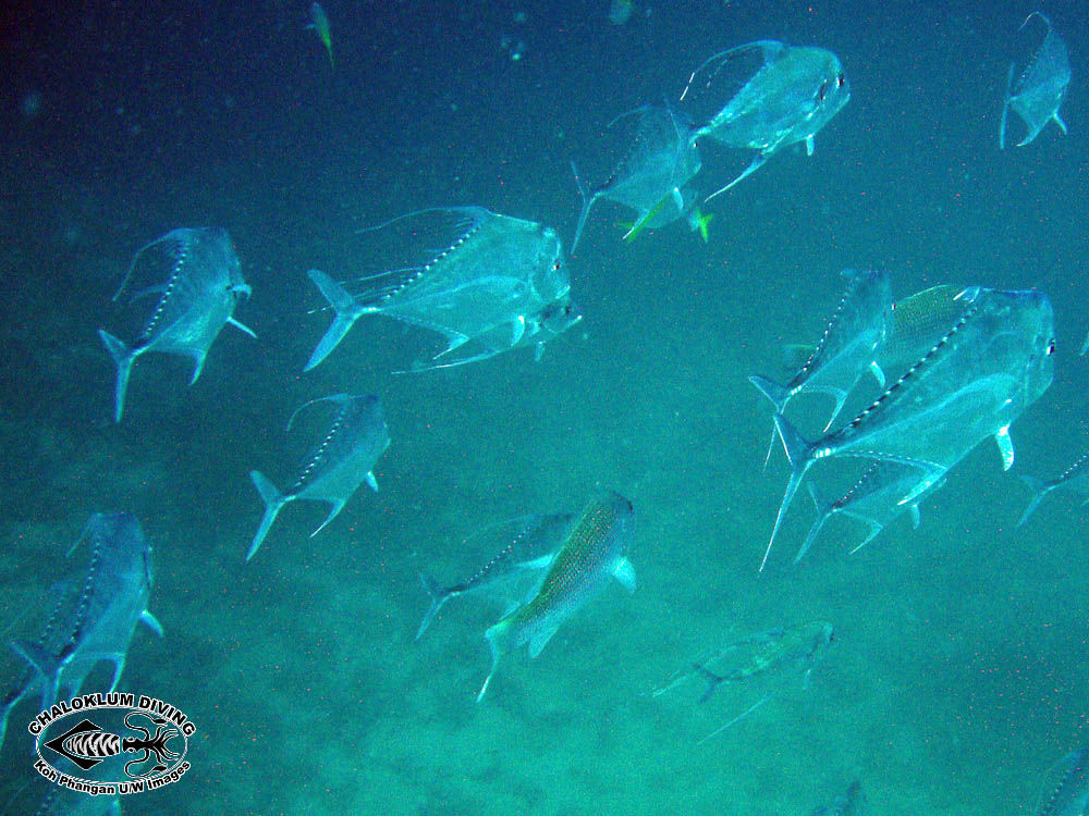 Image of Indian threadfish