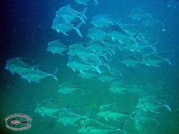 Image of Indian threadfish