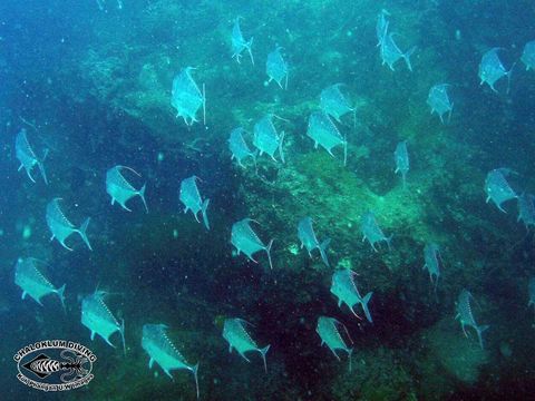 Image of Indian threadfish