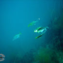 Image of Orange spotted trevally