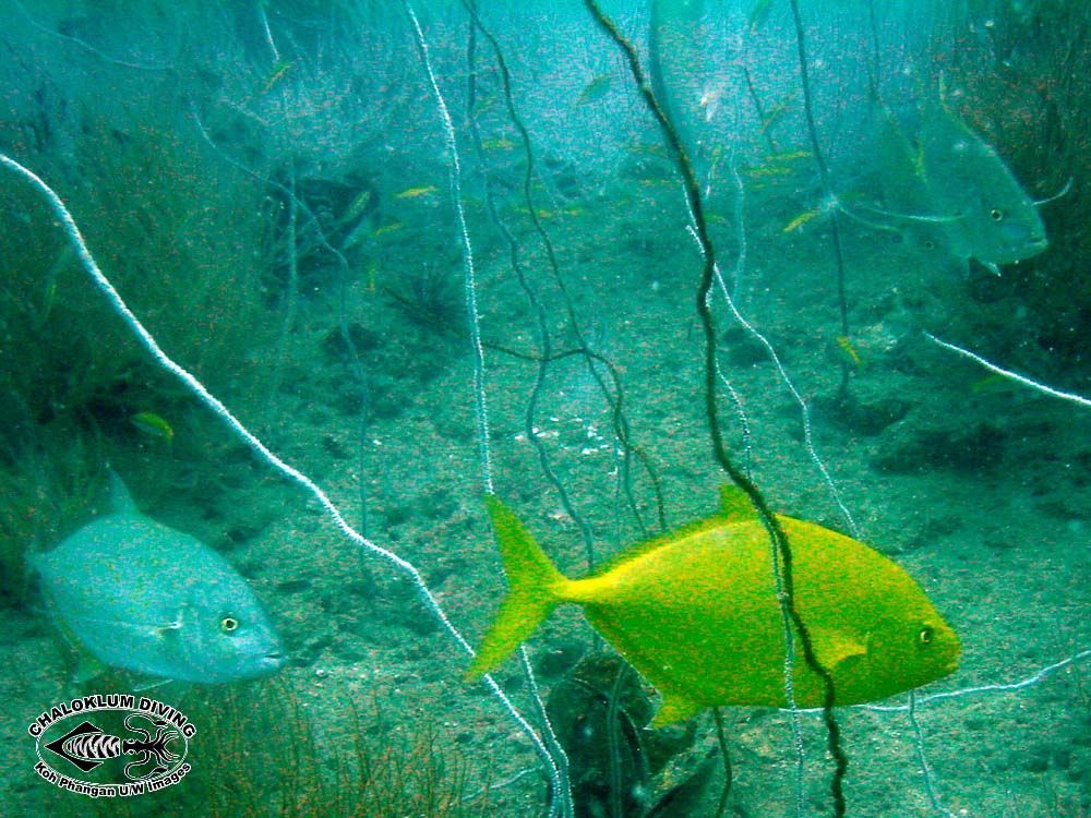 Image of Orange spotted trevally