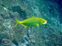 Image of Orange spotted trevally