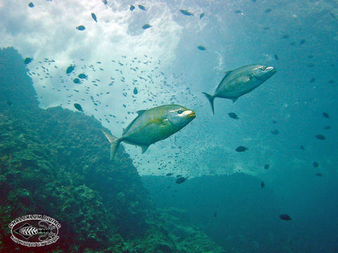 Image of Orange spotted trevally