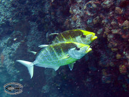 Image of Orange spotted trevally