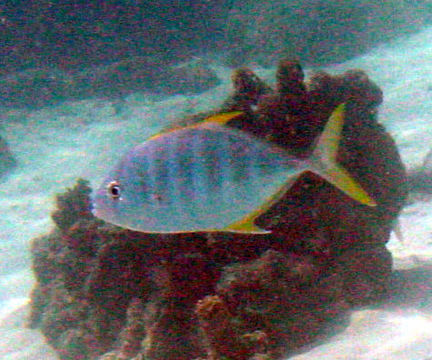 Image of Golden trevally