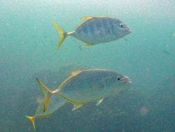 Image of Golden trevally