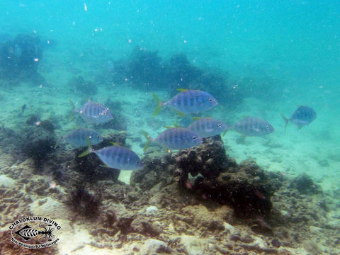 Image of Golden trevally