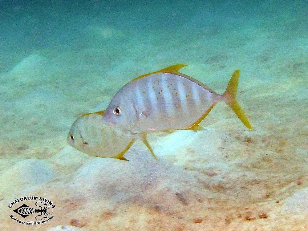 Image of Golden trevally