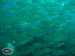 Image of Yellowstripe scad