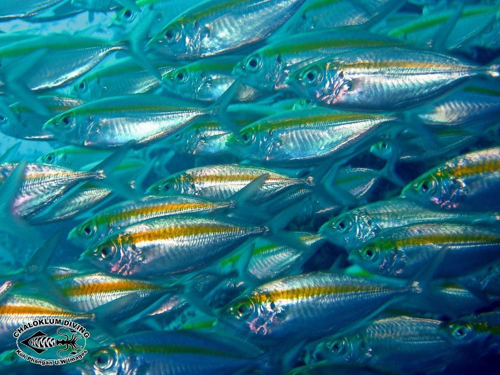 Image de selar à bande dorée