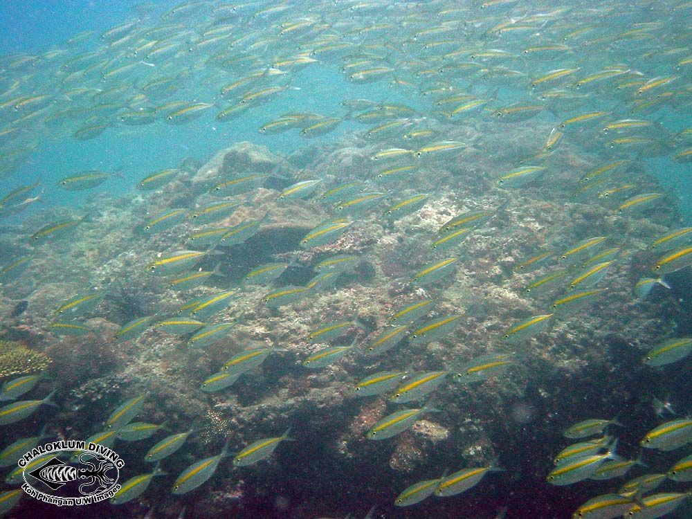 Image of Yellowstripe scad