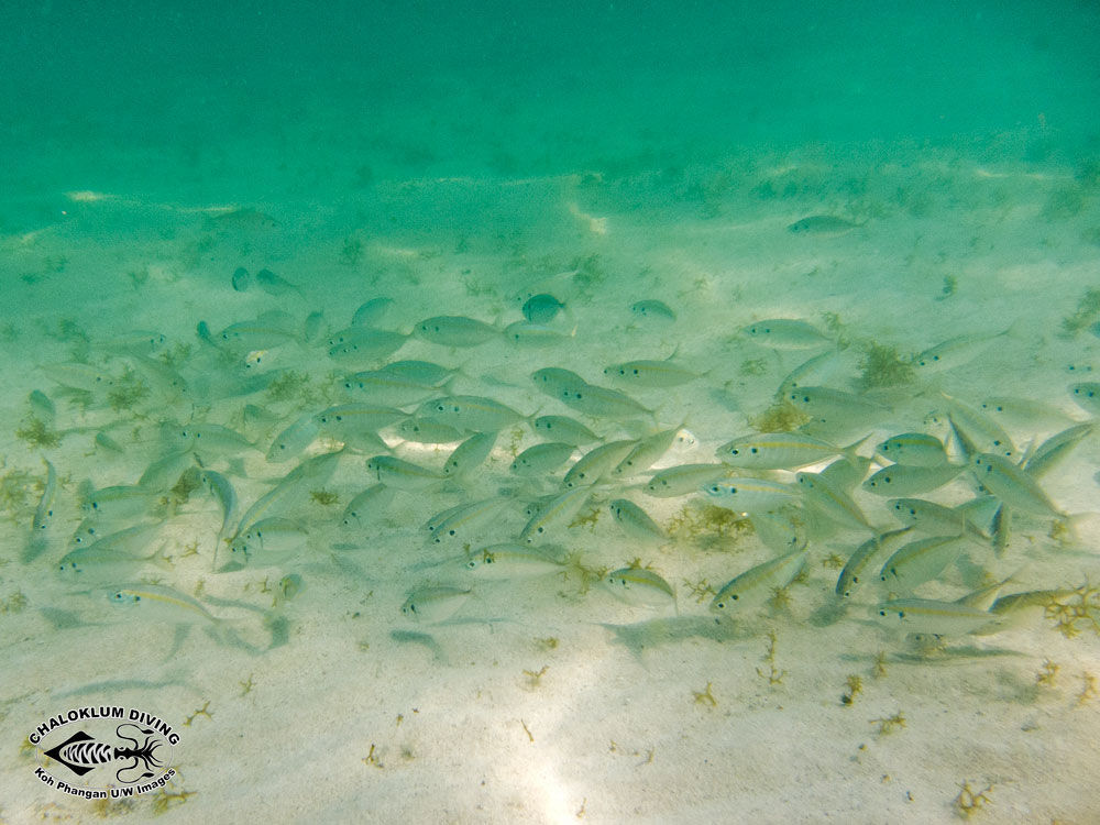 Image de selar à bande dorée