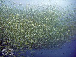 Image of Bigeye snapper