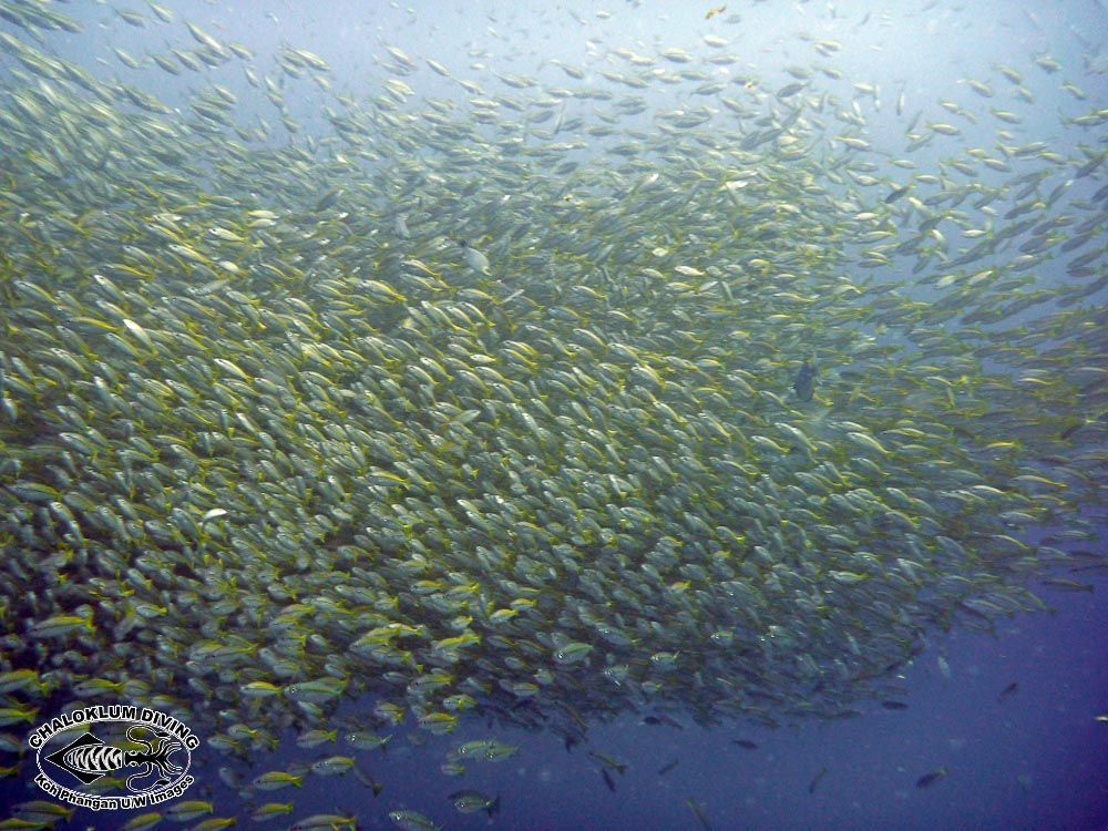 Image of Bigeye snapper