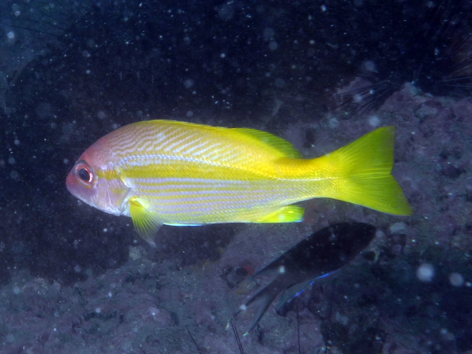 Image of Bigeye snapper