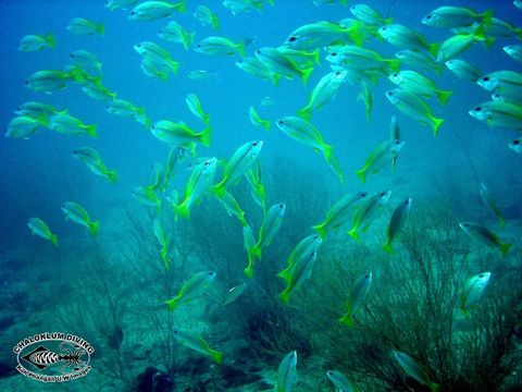 Image of Brownstripe snapper