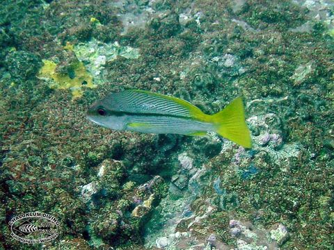 Image of Brownstripe snapper