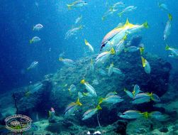 Image of Brownstripe snapper