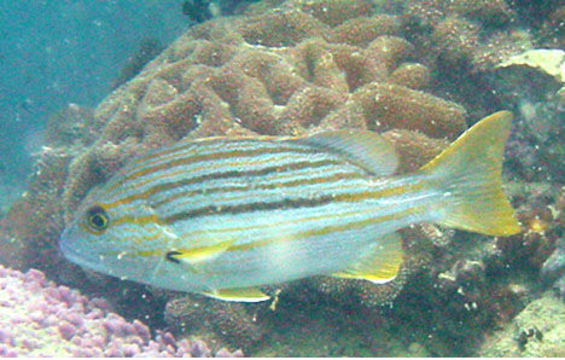 Image of Spanish flag snapper