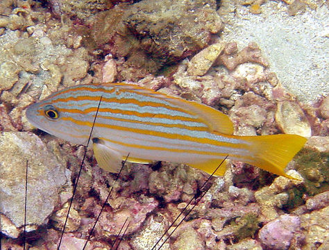 Image of Spanish flag snapper