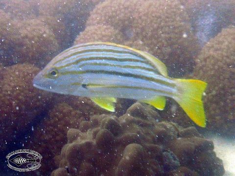 Image of Spanish flag snapper