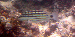 Image of Checkered Seaperch