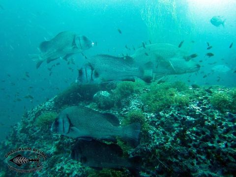 Image of Brown Sweetlips