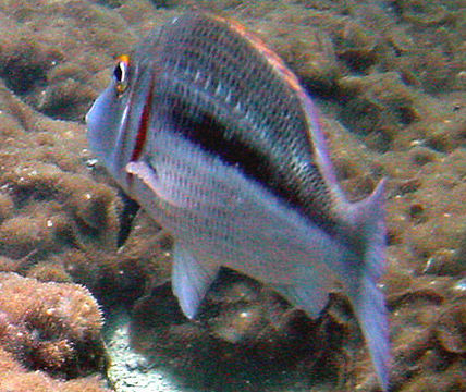 Image of Lethrinus