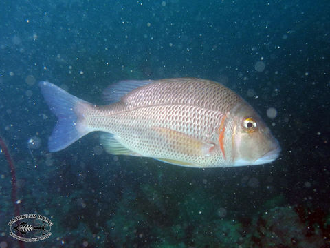 Image of Pink ear emperor