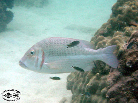 Image of Pink ear emperor