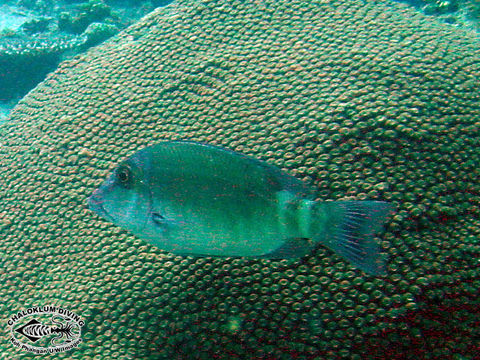 Image of Barred large-eye bream