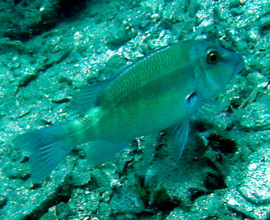 Image of Barred large-eye bream