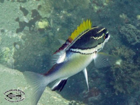 Image of two-lined monocle bream