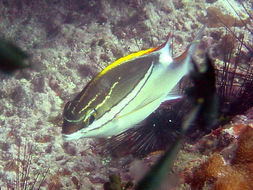 Image of two-lined monocle bream