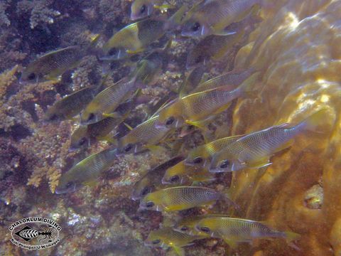 Image of Arabian monocle bream