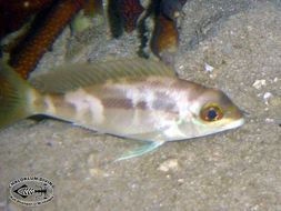 Image of Pearly monocle bream