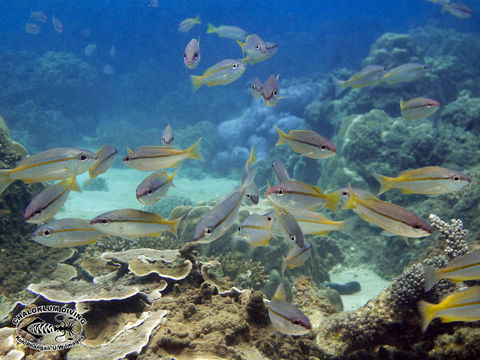 Image of Blue-nosed monocle-bream