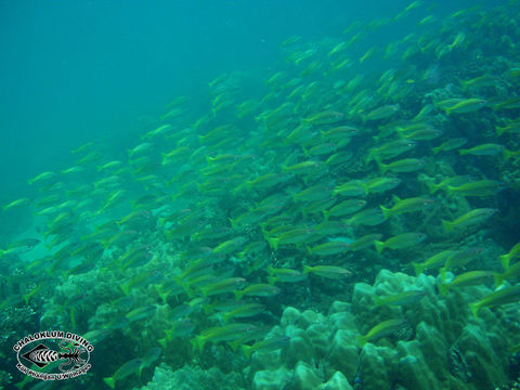 Image of Blue-nosed monocle-bream