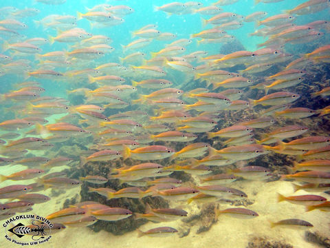 Image of Blue-nosed monocle-bream